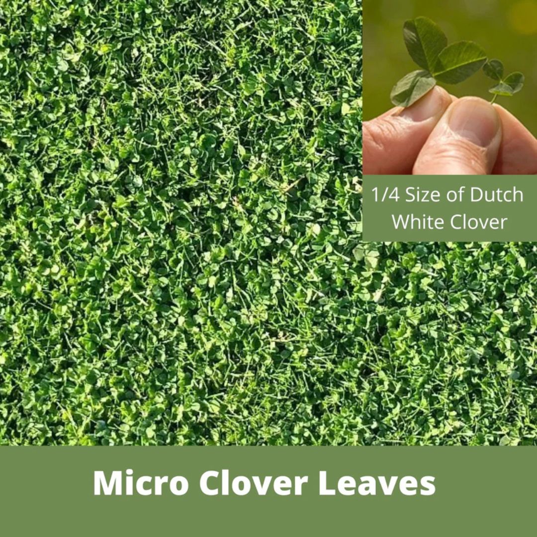 Mico Clover Kit – Flawn Seed – 1000 SQ FT